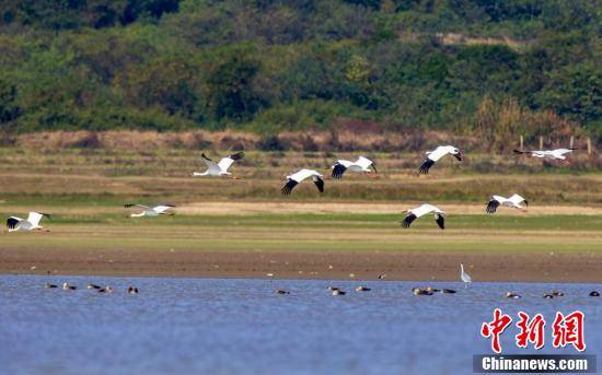 鄱阳湖|江西鄱阳湖湖口水域迎来越冬白鹤群