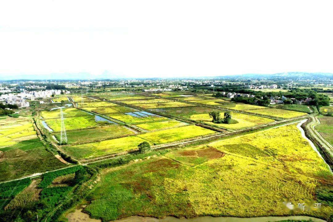 11月10日,桂平市石咀镇旺龙村广西某农业投资有限公司稻虾综合种养