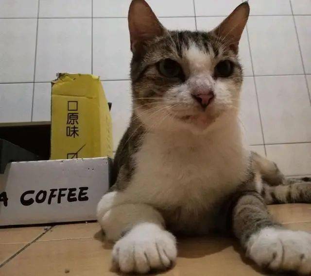 猫咪猫妈讨食被关了起来，结果3只小猫组队上门：快放了我妈妈！