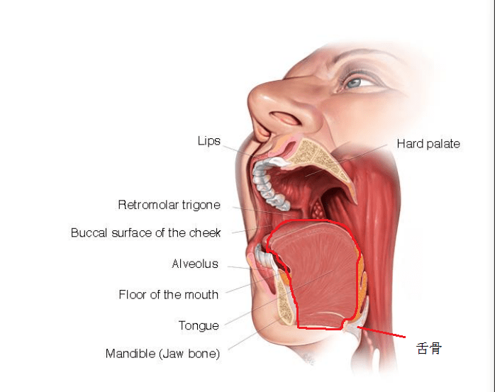 舌头侧面结构图片