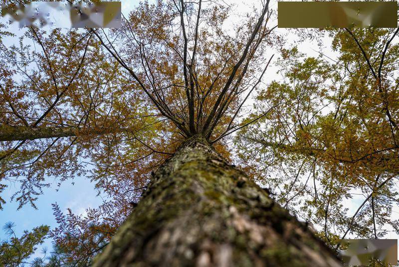 山野|初冬时节大岗山层林尽染 风光无限