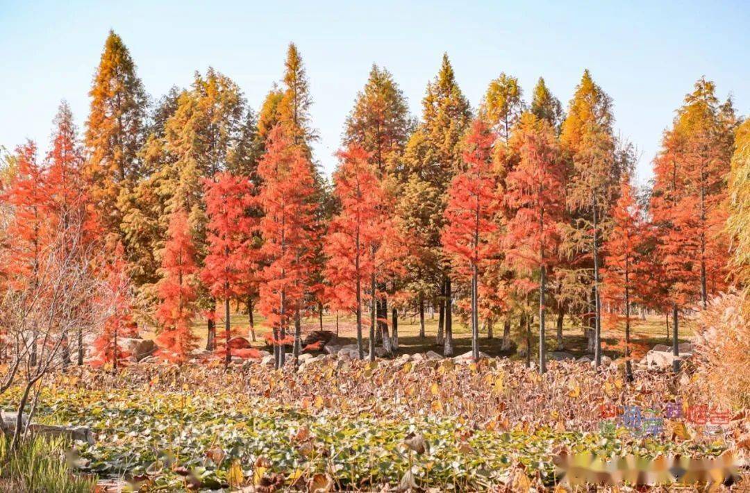 色彩|火了！烟台这里的水杉红出圈！现在打卡正是时候！