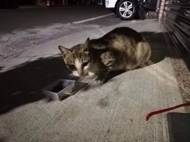 猫咪猫妈讨食被关了起来，结果3只小猫组队上门：快放了我妈妈！