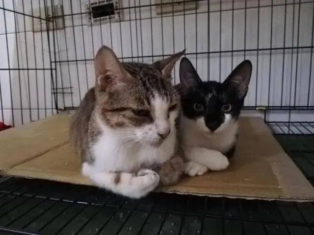 猫咪猫妈讨食被关了起来，结果3只小猫组队上门：快放了我妈妈！