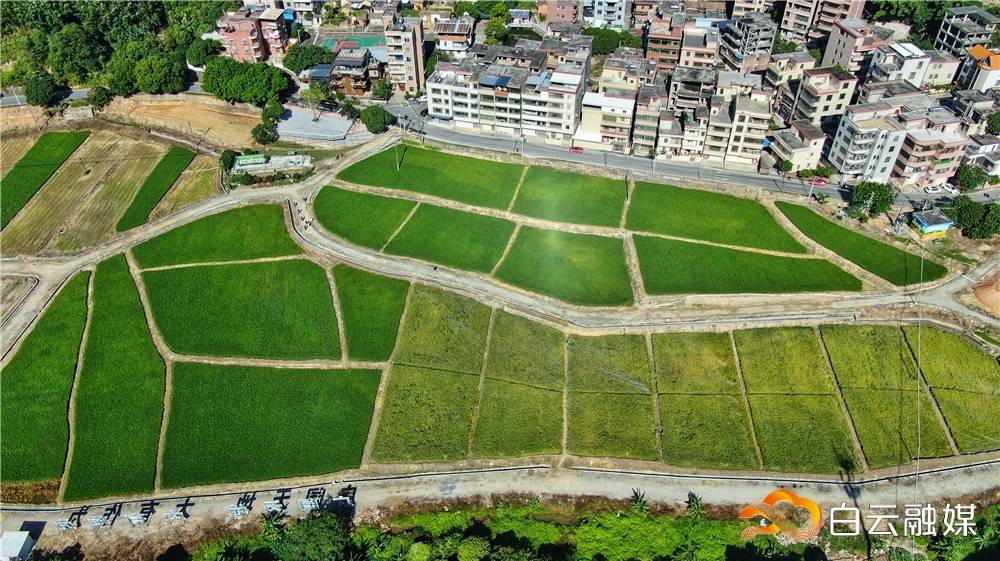 白云区太和镇绘就美丽乡村新画卷_绿化