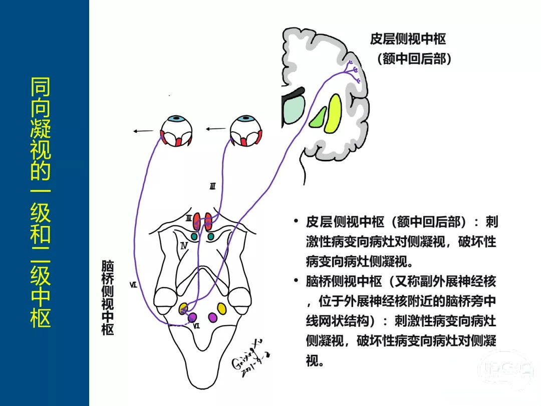 危重症患者的神經系統檢查手繪