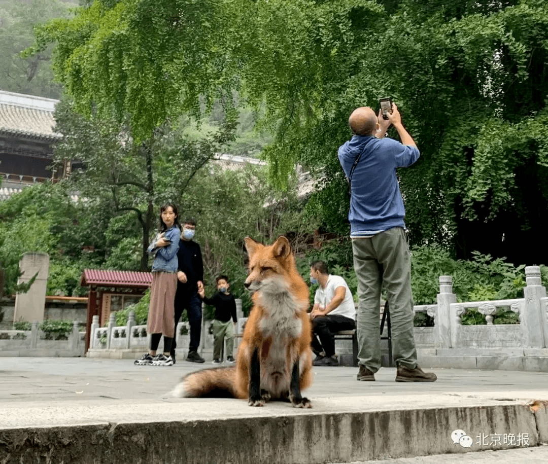 谭拓寺狐狸图片