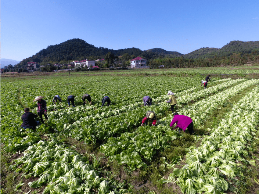 荷叶塘村图片