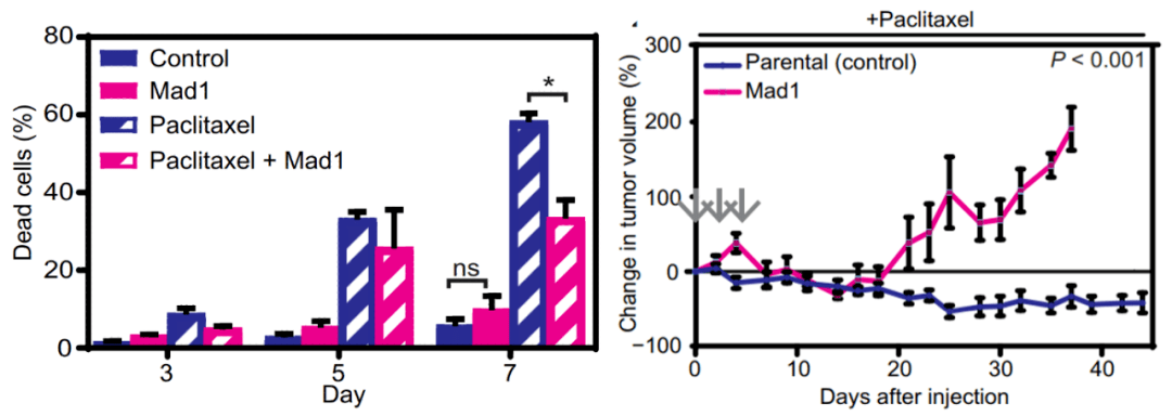 肿瘤|《科学》子刊：紫杉醇“捧杀”癌细胞！