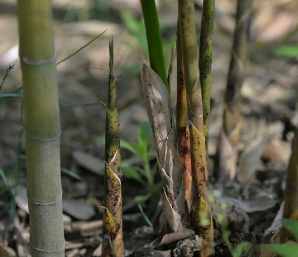 24种庭院常用竹子 你认识几种 广东