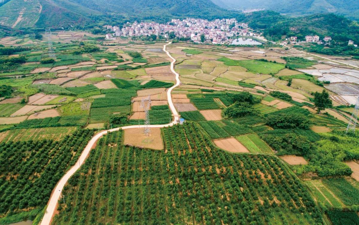 东至县张溪镇多元产业破解乡村振兴密码