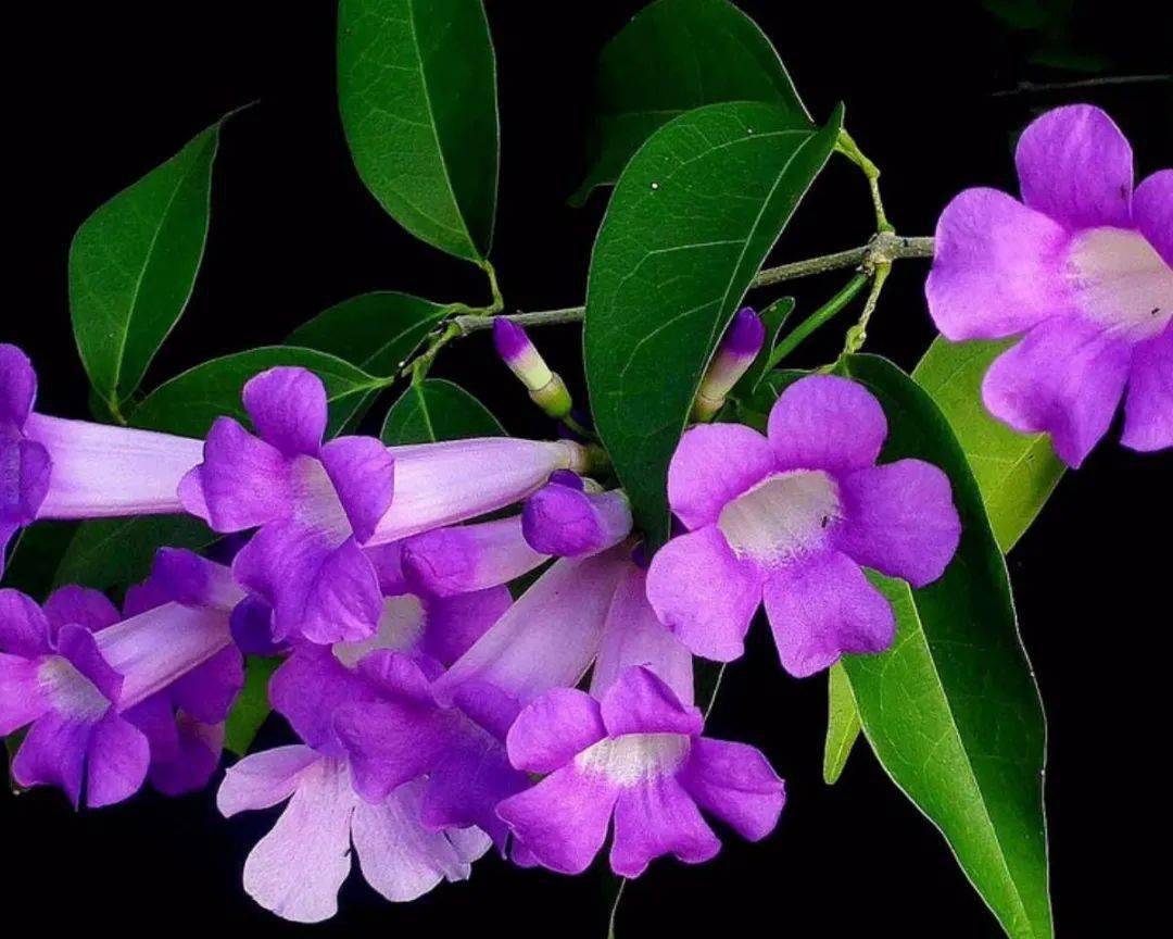 高颜值空心花,花期长会爬墙,花房花墙不是梦～_紫蝉