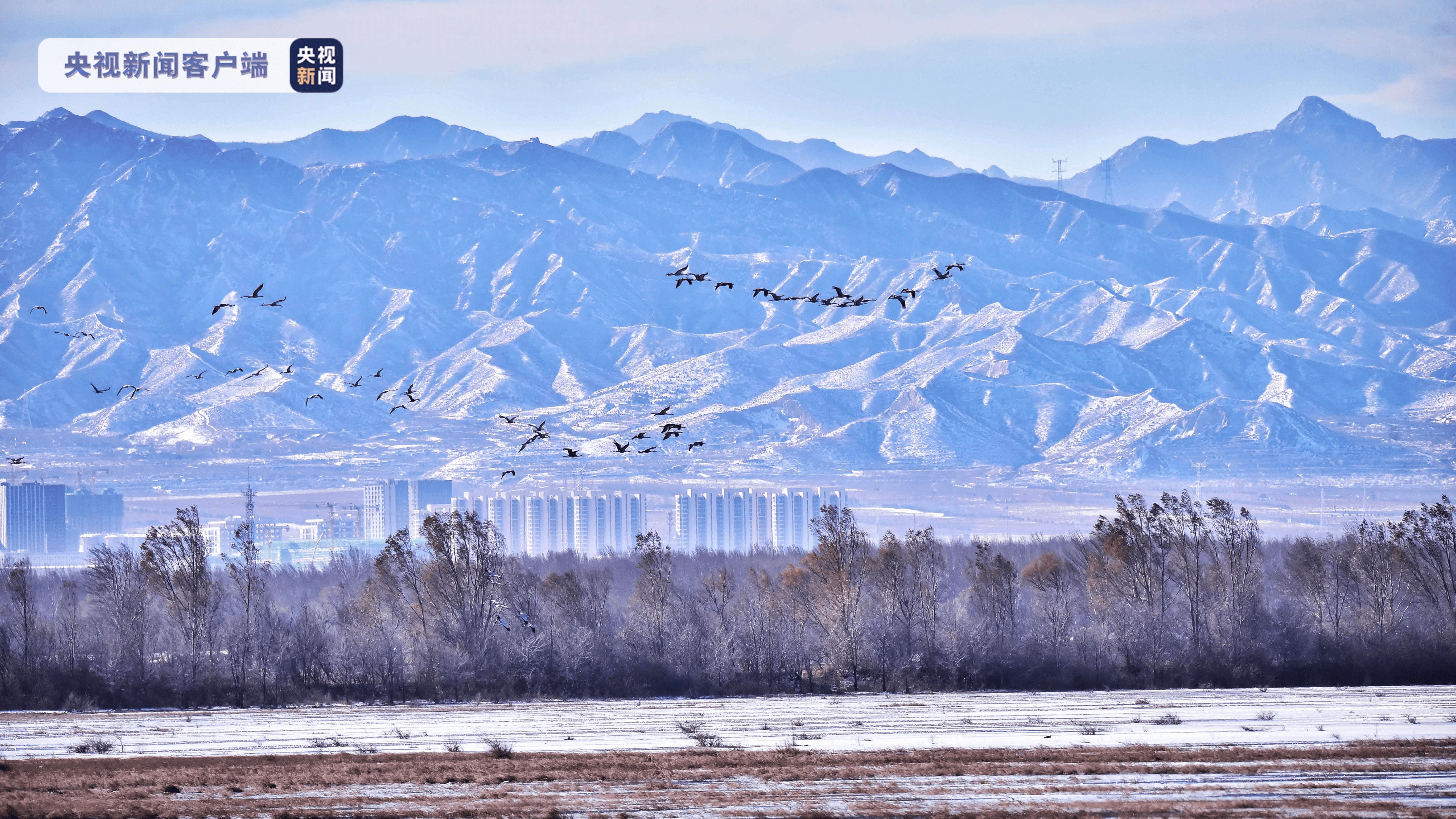 冬日美景北京延庆野鸭湖候鸟成群自在栖息