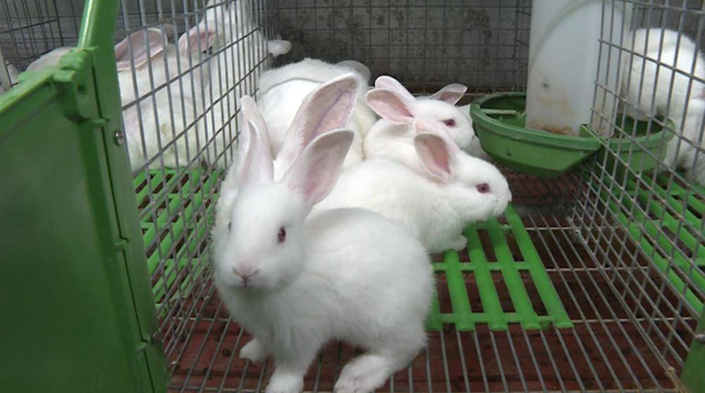 宁远:"抱团"养兔共奔致富路_兔子