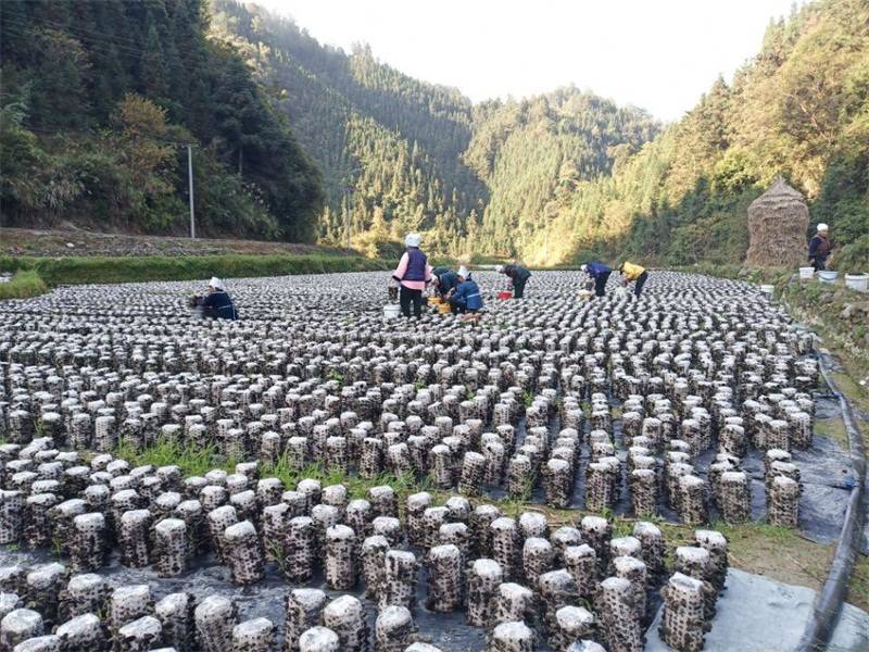 能避開耳場與秋糧作物種植季節,且高坪村海拔高,氣溫低,黑木耳則成為