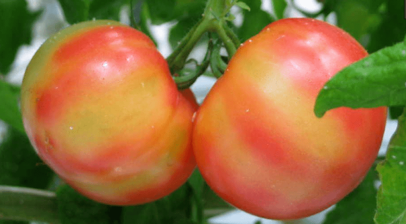 【蔬菜】西红柿"花脸"原因多,需对症防治_果实