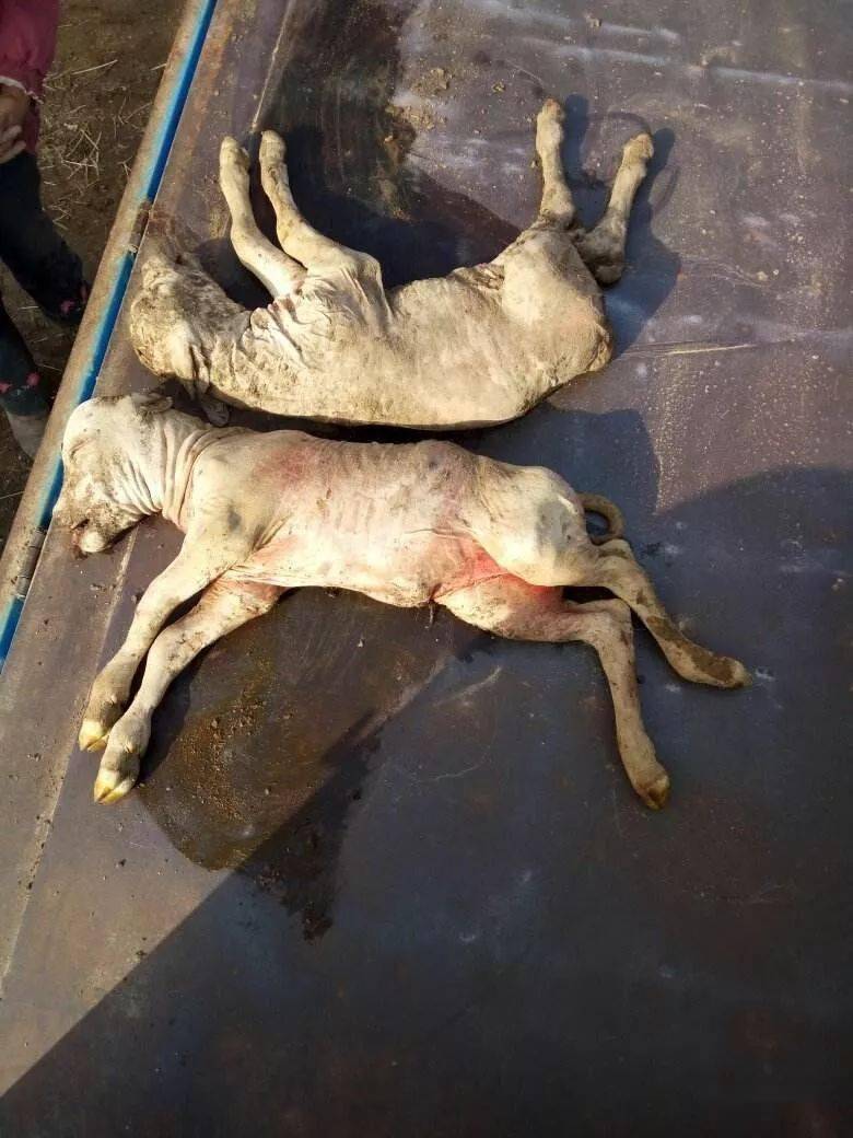 母牛总是掉犊损失惨重到底为啥
