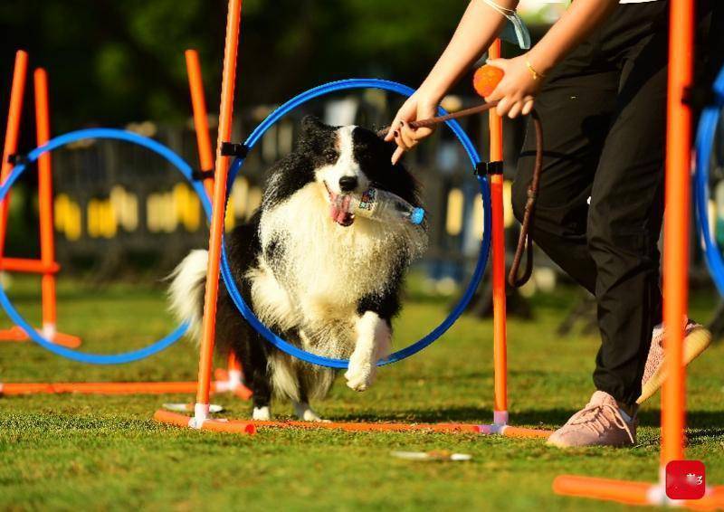 龙华观澜湖举办秋日萌宠草坪大派对,倡议文明养宠_宠物