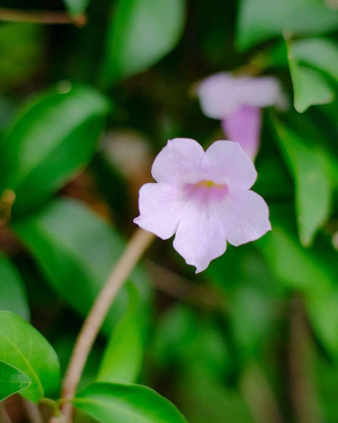 高颜值空心花,花期长会爬墙,花房花墙不是梦～_紫蝉
