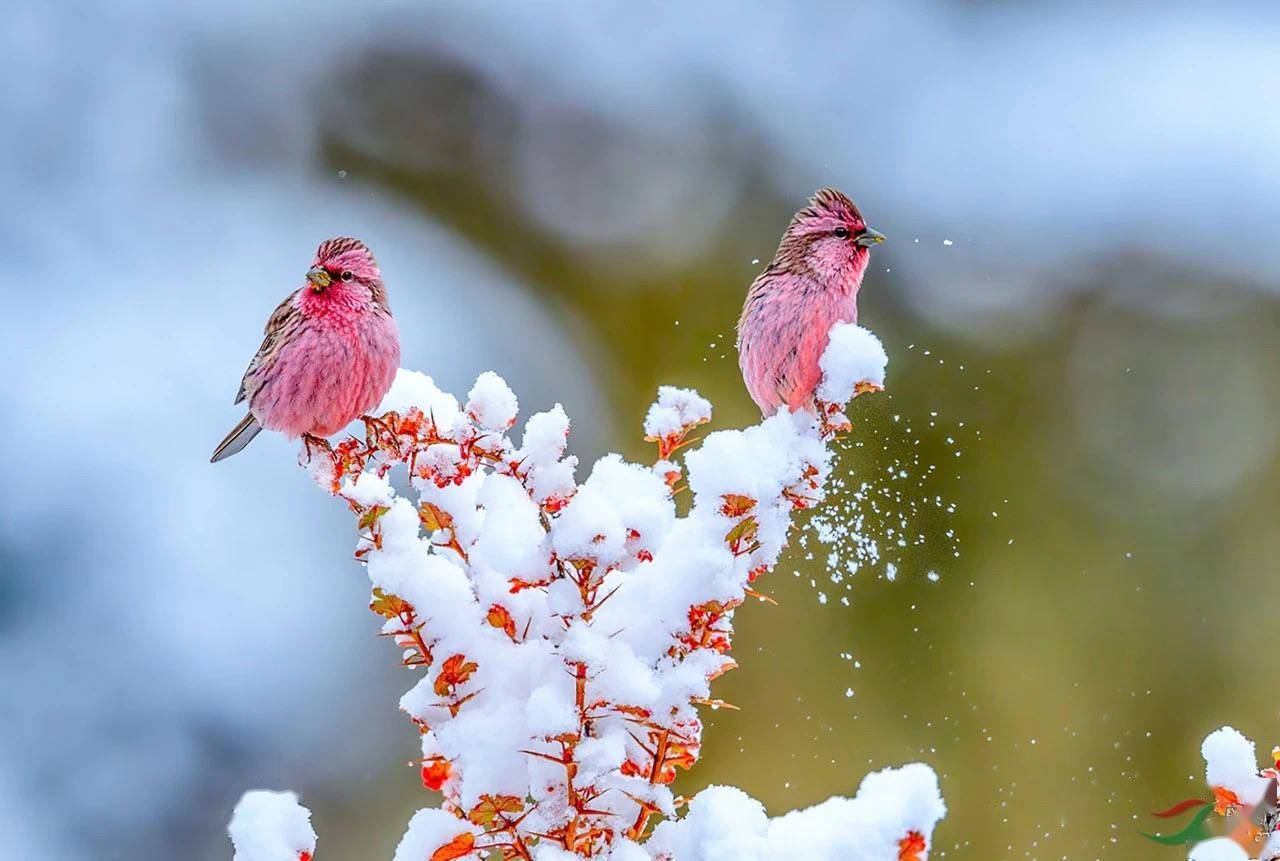 2021中国野生生物影像年赛摄影作品揭晓：感受生命力量