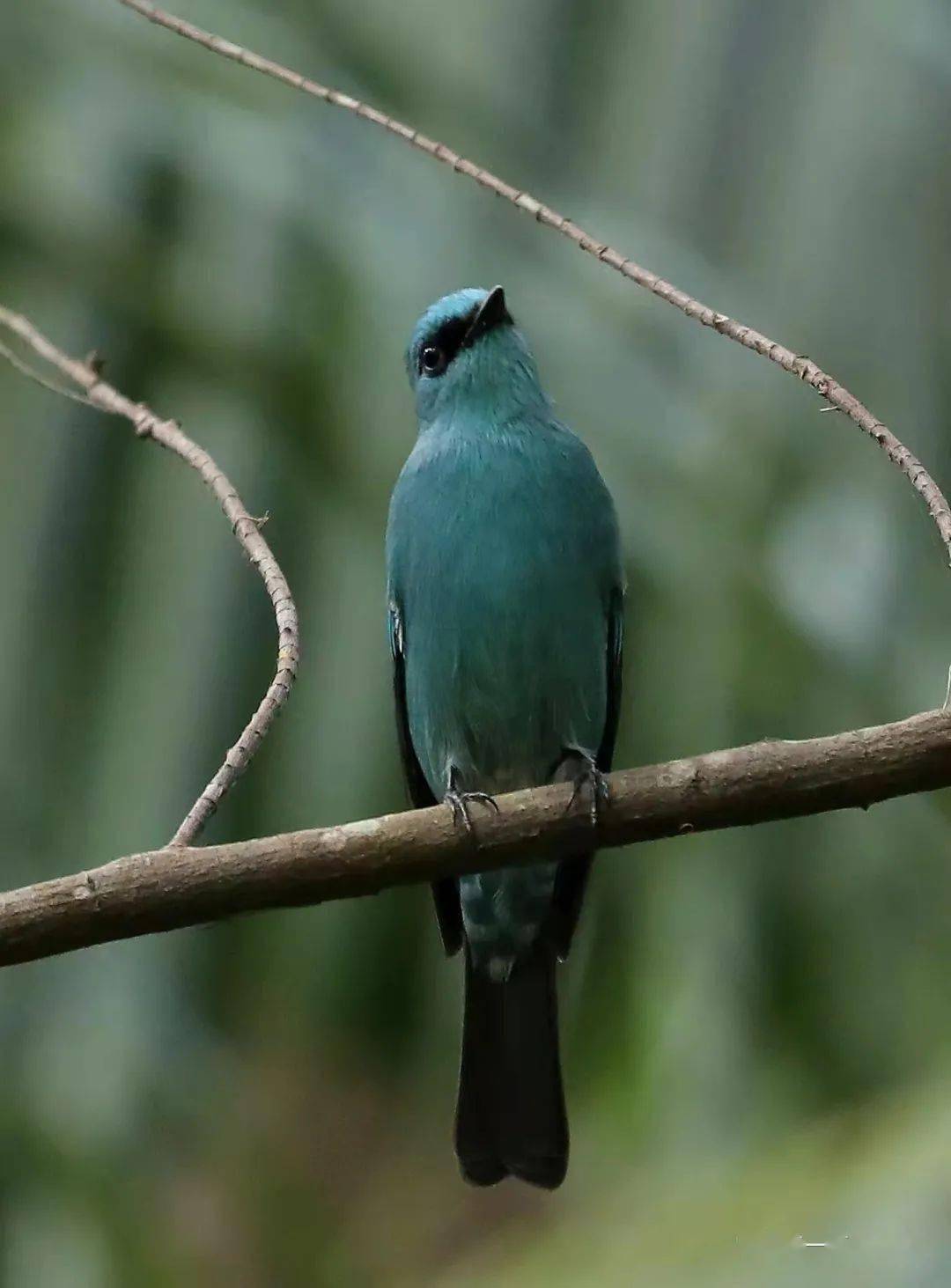 黑枕王鹟 | 可爱的蓝精灵 2020-12-22调皮的白眶鹟莺 2020-12-20黄眉