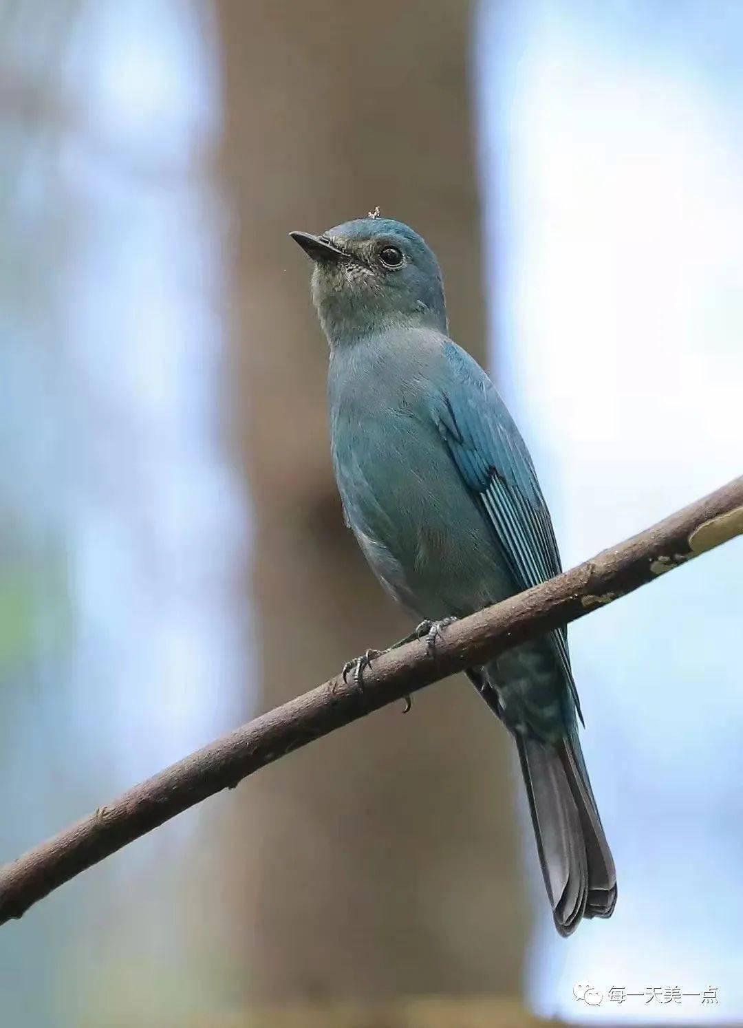 黑枕王鹟 | 可爱的蓝精灵 2020-12-22调皮的白眶鹟莺 2020-12-20黄眉