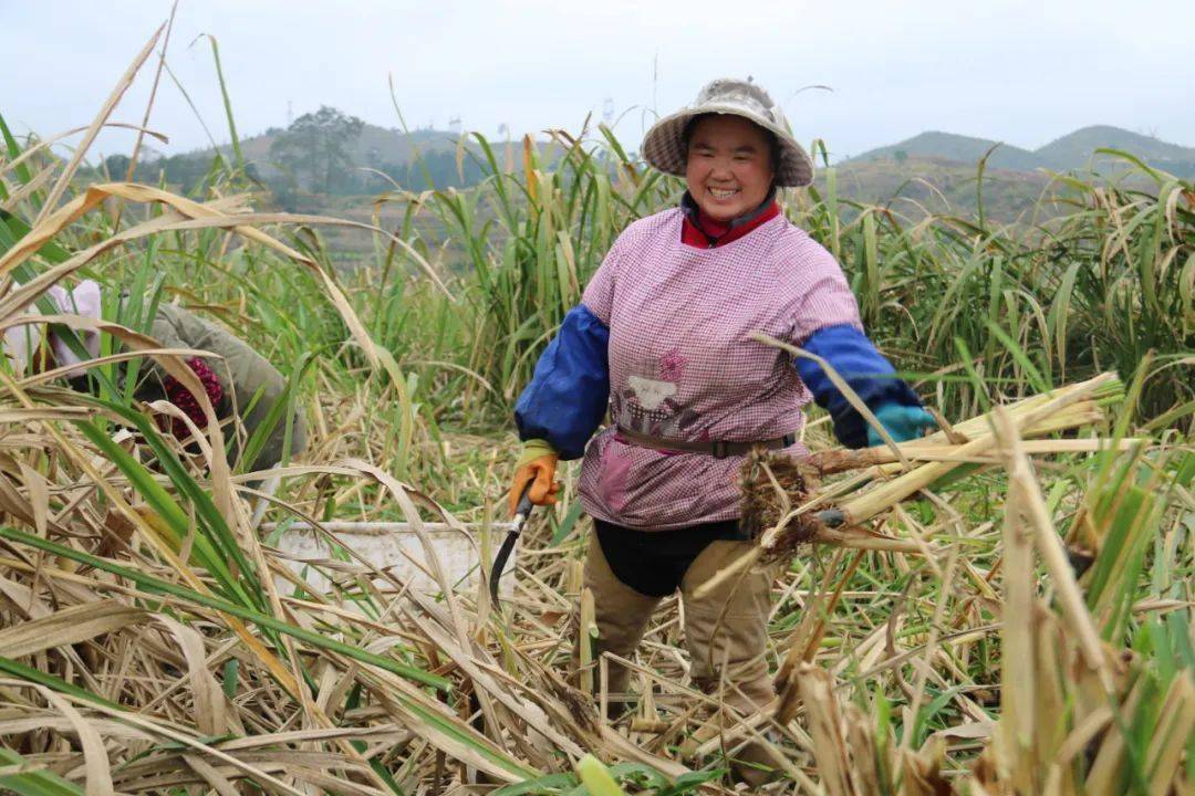 農業現代化漣江街道茭白基地育苗忙來年豐產又增收