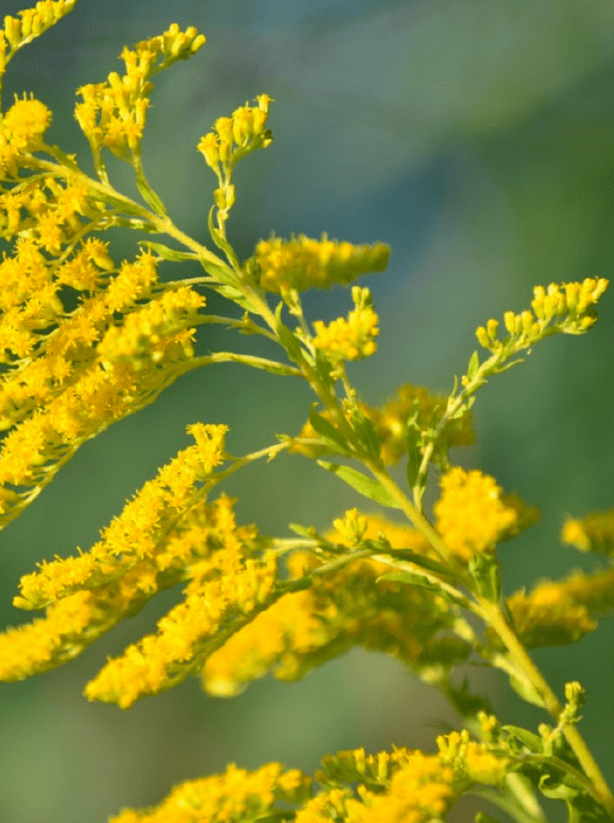 看见这种黄色的花,请立即上报!
