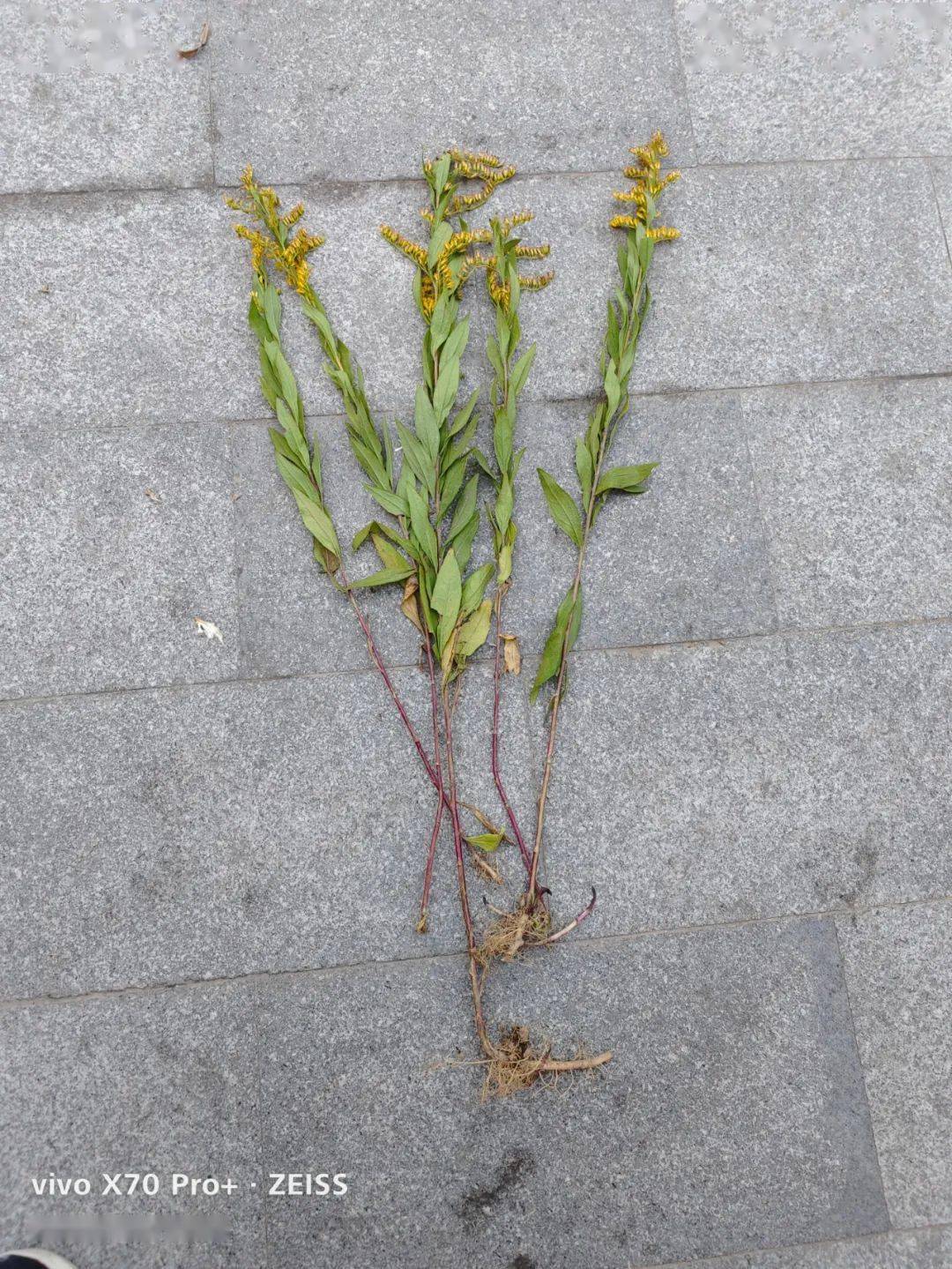 开封发现"加拿大一枝黄花"!请立即上报!