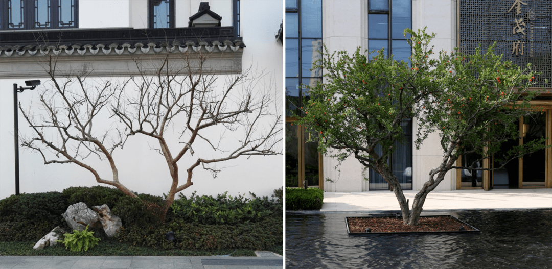 孤植点景,也可在组团中应用,因其富贵繁荣的美好寓意,常见于私家庭院