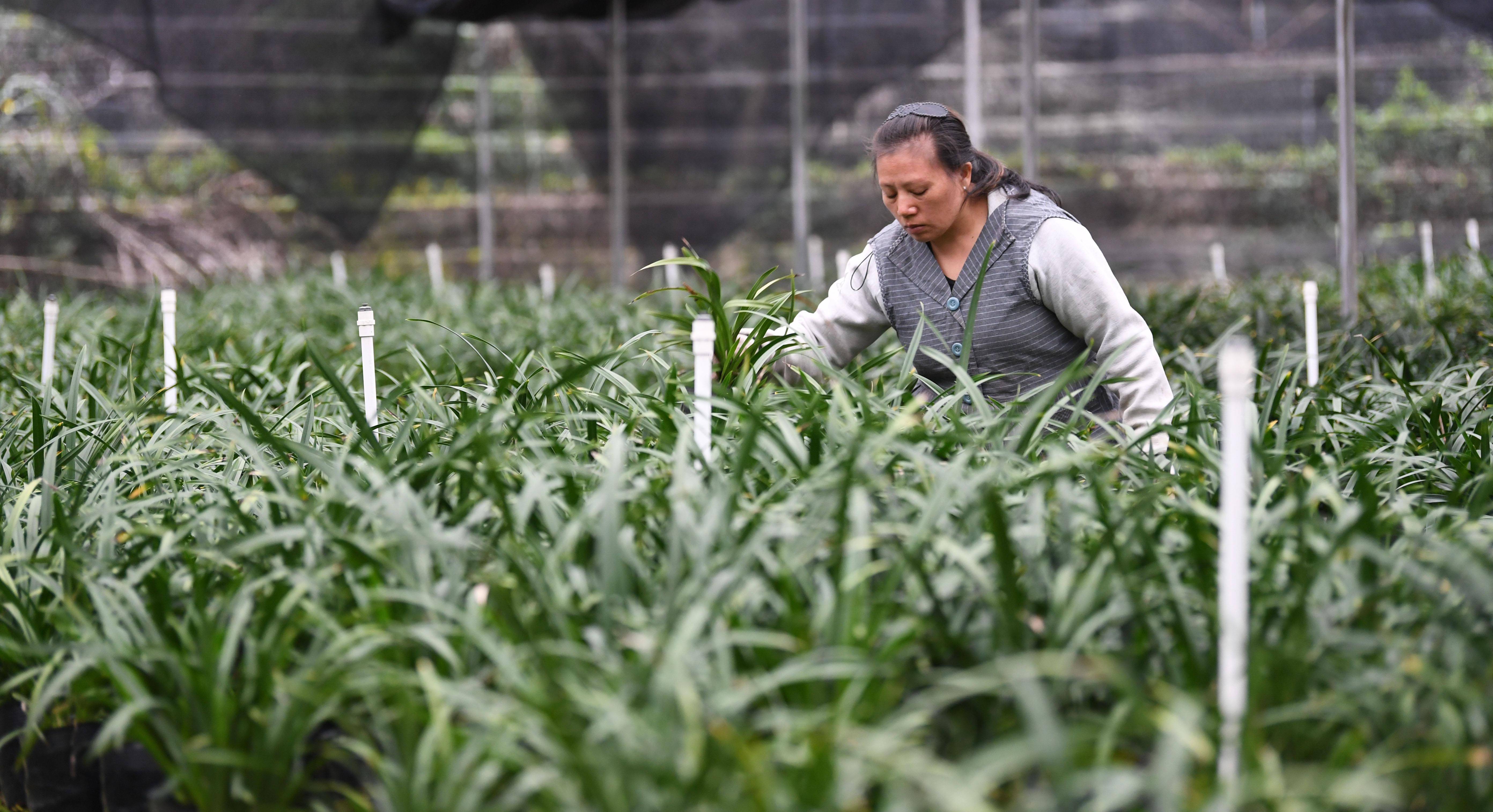 11月17日,在广东韶关翁源县的一处兰花种植基地,工作人员在修剪兰花