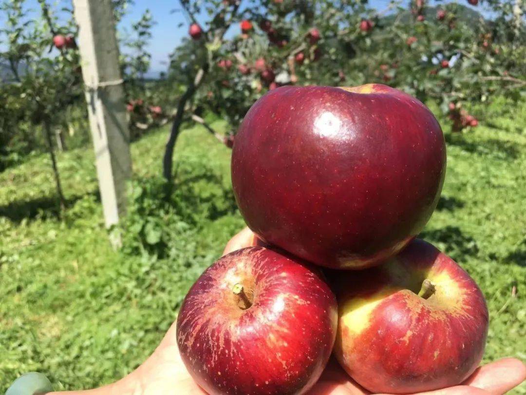 西山团结苹果地理标志获指导助力乡村振兴乘风破浪