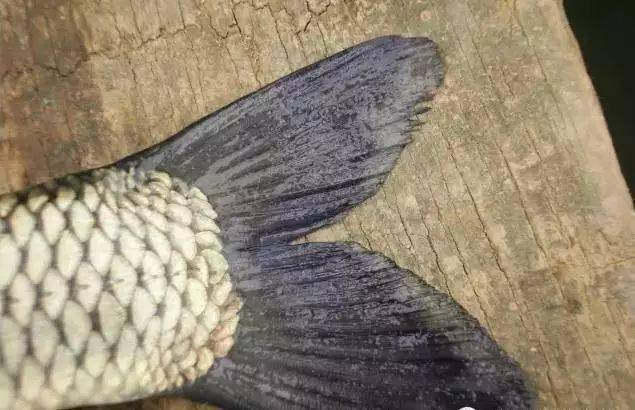 小瓜虫病是南方鱼类冬春季节常见病,多发病,尤其对河豚,黄颡鱼,草鱼格