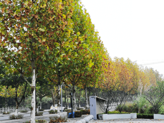 梧桐添新色最是初冬好时节