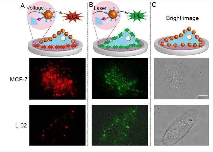 分析单分子电化学发光成像及其在单细胞研究中的应用