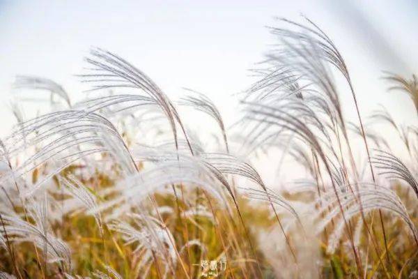 那一片苇叶船于水中,那一缕银絮儿于风中,其摇曳,其飞舞,其飘荡,直把