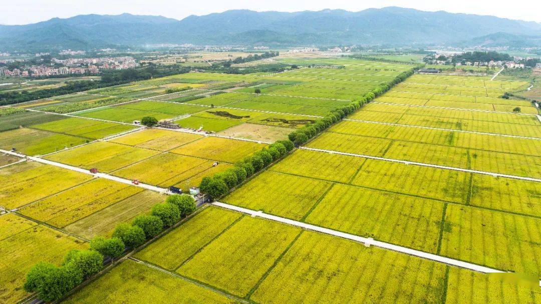 科旺丝苗米种植基地里在朱村万亩农业现代化示范区的抢抓农时收割晚稻