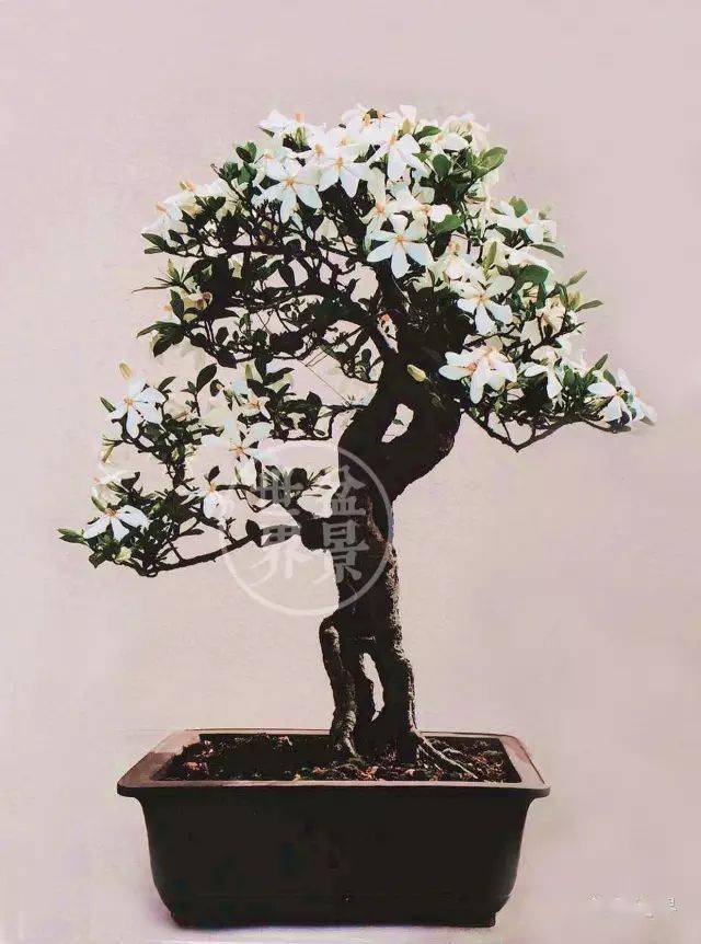 水横枝,禅意枝_作品