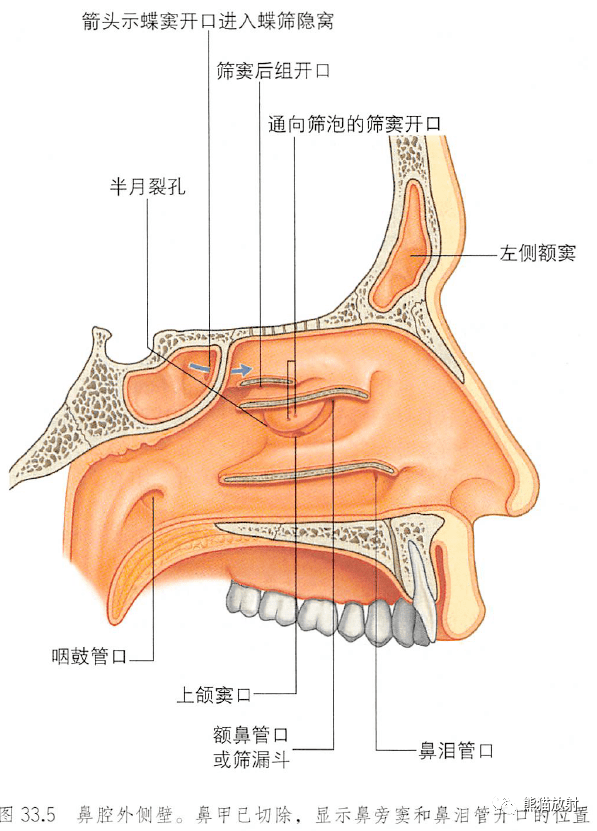 鼻窦复合体的解剖图片
