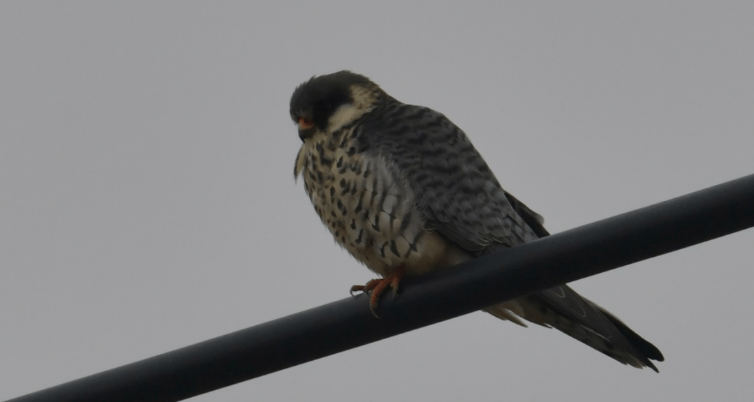 棕背伯劳(省重点)4鸲姬鹟3黄眉柳莺2北灰鹟1