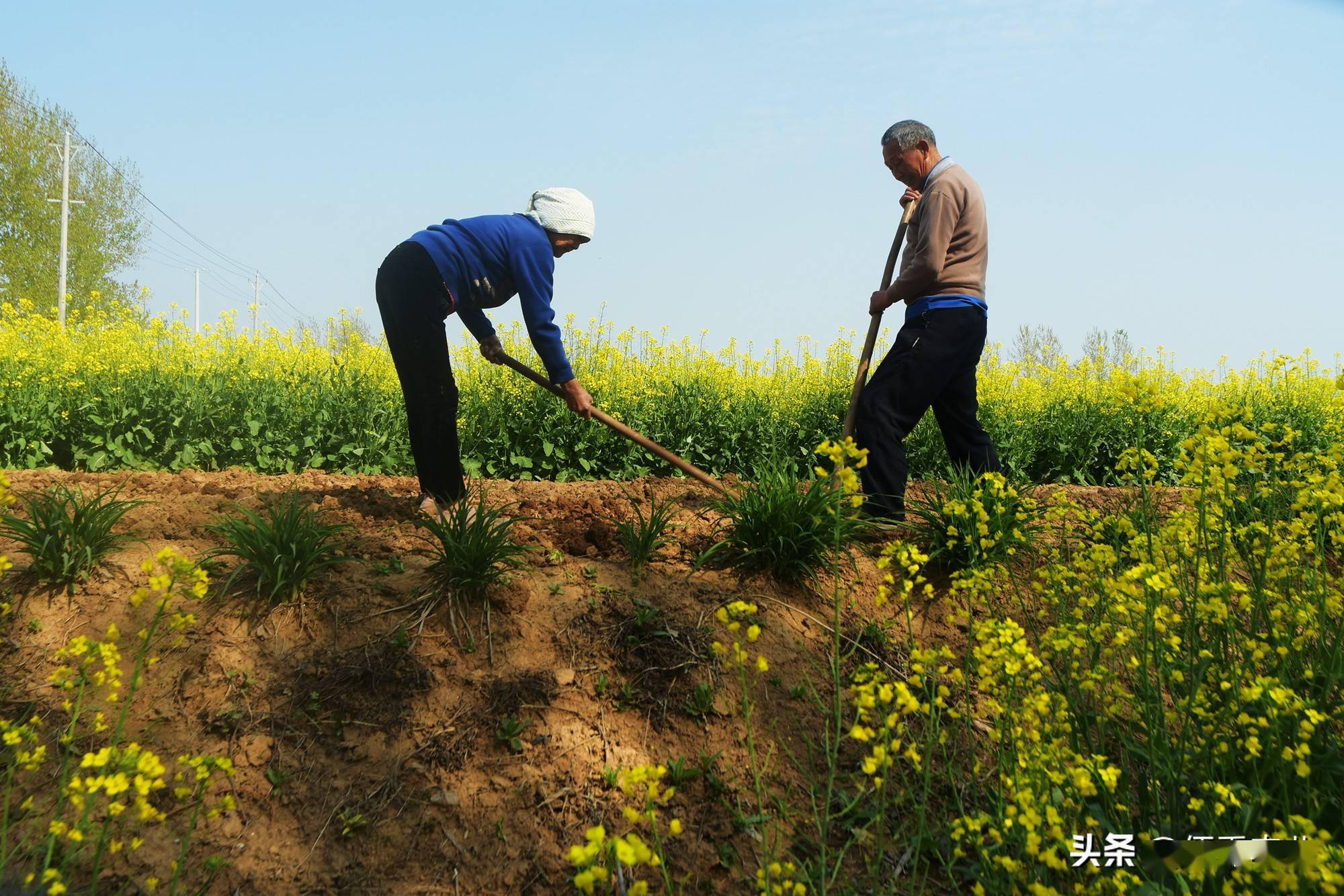 农田10大顽固杂草,甚至无惧草甘膦,其实每种都有除草小窍门