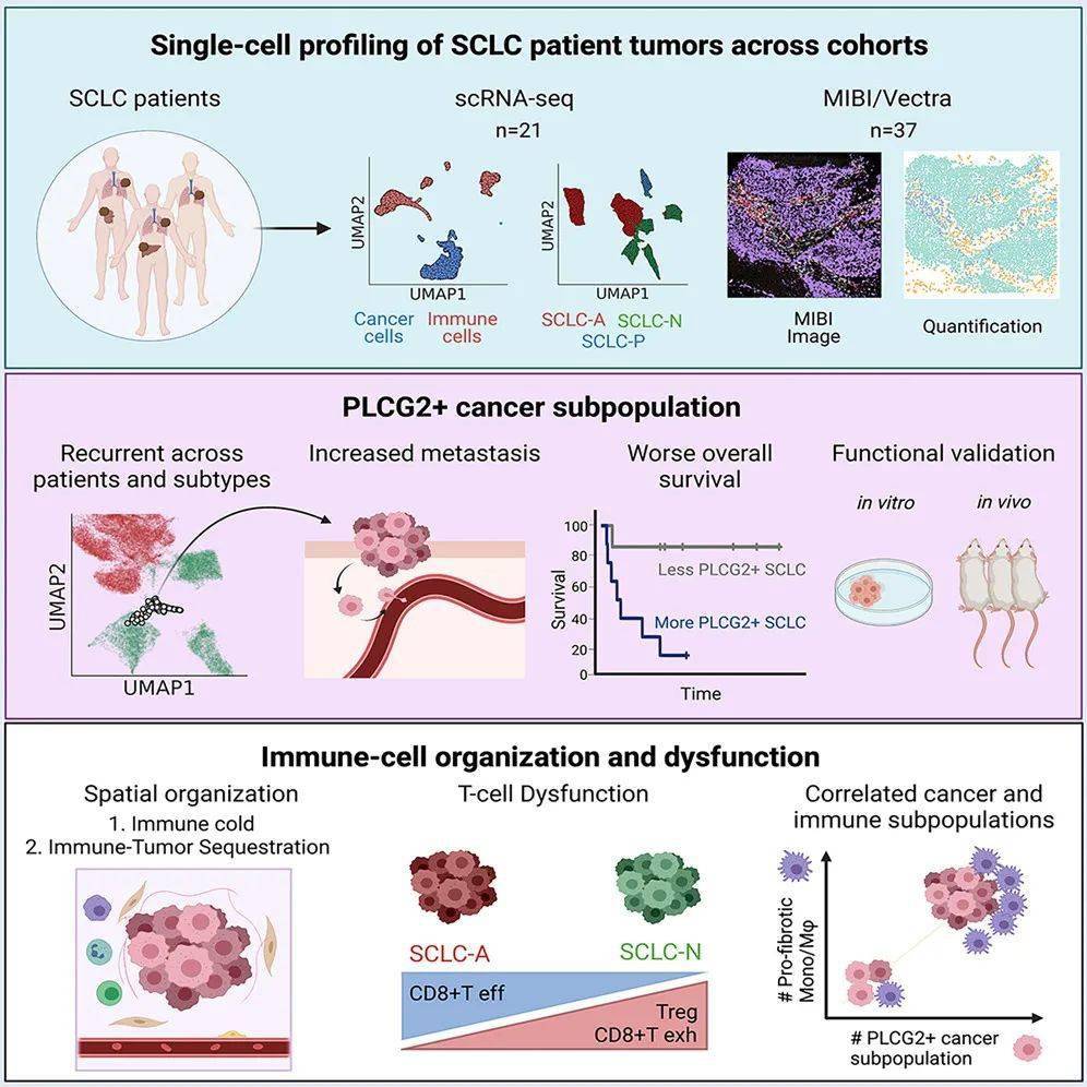 细胞|《细胞》子刊：“小恶魔”大起底！小细胞肺癌究竟为何如此凶残？