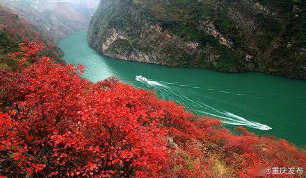 满山红|来看看重庆巫山三峡红叶正红时