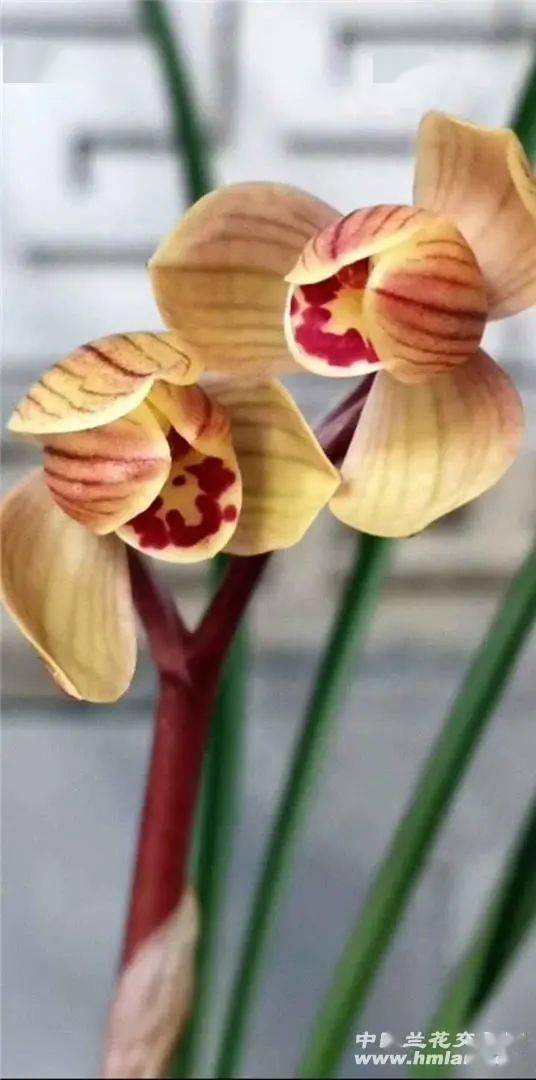 莲瓣铭品鉴赏篇八永昌金荷