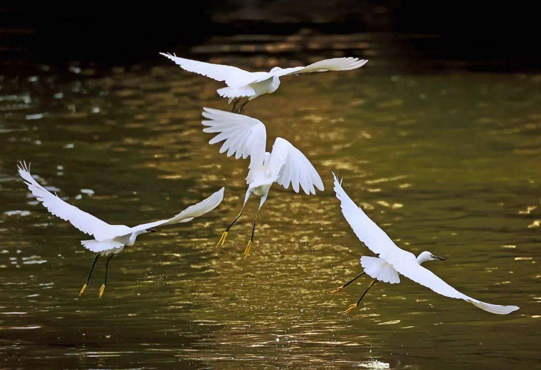 超治愈!揭阳这里白鹭蹁跹生态美