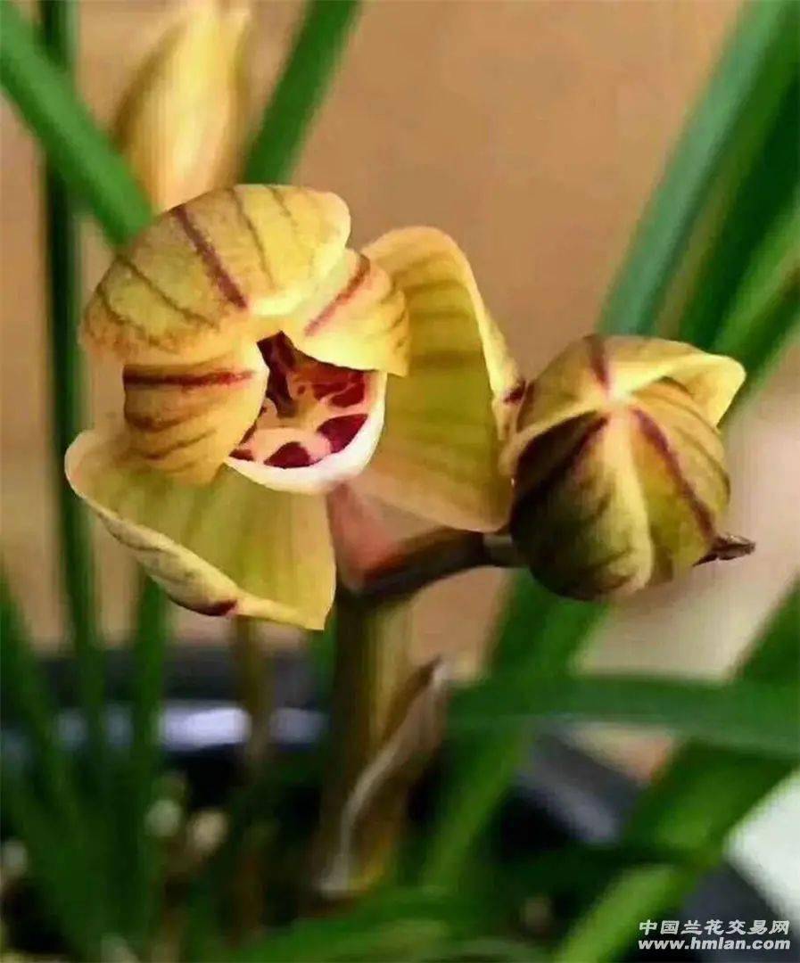 莲瓣铭品鉴赏篇八永昌金荷