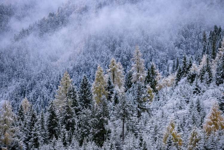 显得|云游四川 半山彩林半山雪丨四姑娘山换上“混搭”彩色新衣