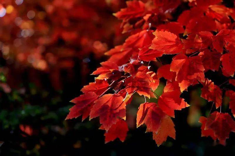 廣漢這片楓葉紅了,還有公園的冬日美景.