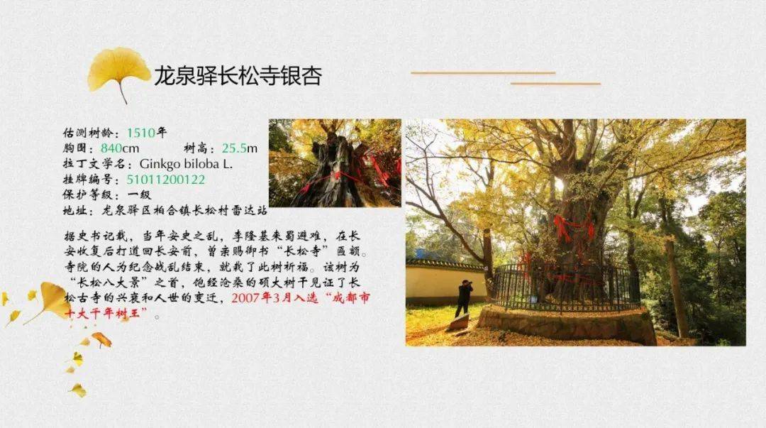 成都发布 天府十大古银杏 1900岁 树王 就在 城市