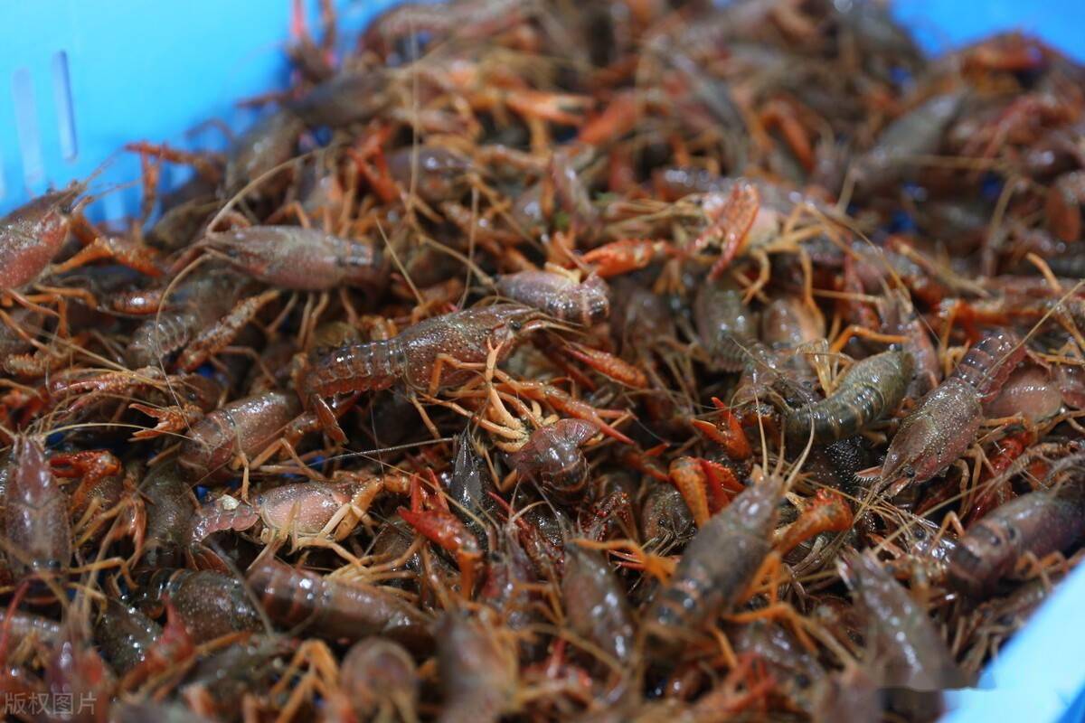 小龙虾养殖五项重点水质指标分析与调控